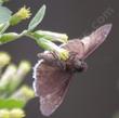 Funereal Duskywing, Erynnis funeralis on Brickellia californica - grid24_24