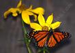 Monarch butterfly on a Bidens. You too can enjoy native plants like this!