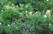 Chamaebatia foliolosa, Mountain Misery in flower in the Sierras - grid24_24