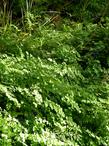 Adiantum capillus-veneris, Maidenhair fern in Zion park Utah.