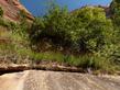 Cardinal Flower on a seasonal seep in Zion National park