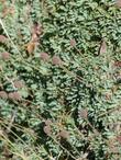 Petrophytum caespitosum, Rock Spiraea, in bud, growing on a rock face in Zion. - grid24_24