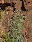 Rock Spiraea growing on a rock face in Zion.