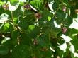 Symphoricarpos mollis in a garden at 7000 ft. in big Bear city