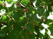 Symphoricarpos mollis in a garden at 7000 ft. in big Bear city - grid24_24