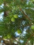 California Nutmeg, Torreya californica