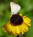 Helenium bigelovii, Bigelow Meadow chrysanthemum