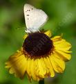 Helenium bigelovii, Bigelow Meadow chrysanthemum - grid24_24