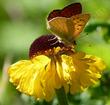 Fiery Skipper on Bigelow Meadow chrysanthemum