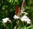 A couple of little Ruddy Copper Butterflies on Yarrow