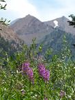 Fireweed, Epilobium angustifolium, up in the Sierras