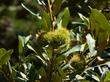 Bush Chinquapin, Castanopsis sempervirens up in the Sierras - grid24_24