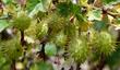 Sierra Gooseberry fruit