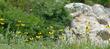 California Coneflower in the Sierras at 8000 ft. - grid24_24