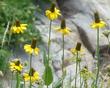 Rudbeckia californica, Sierra coneflower - grid24_24