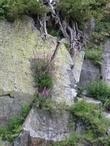 Fireweed growing in a rock face at 8000 ft. in the Sierras