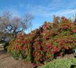 A 100ft hedge of Toyon, Heteromeles arbutifolia, as a privacy screen between a house and the street.  Toyon used to cover most of the hills around Los Angeles.