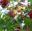 California thrasher bird eating Toyon, Heteromeles arbutifolia, red berries - grid24_24