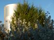 Tecate Cypress, Cupressus forbesii,  large screen, hide or shade a water tank