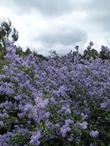 Ceanothus oliganthus blue lilac bush