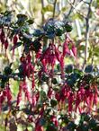 Intense red flowered shrub for hummingbirds. Can grow under oaks
