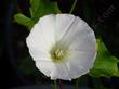 Calystegia purpurata Purplish Morning Glory