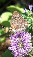 Different species of butterflies, like this fritillary, sip nectar from the flowers of Monardella subglabra, Mint Bush.