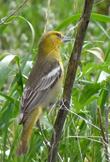 A Bullock's Oriole, Icterus bullockii, collecting Asclepias eriocarpa fibers for a nest - grid24_24