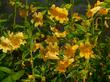 Diplacus aurantiacus lompocensis, Lompoc Monkey Flower