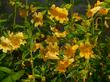 Diplacus aurantiacus lompocensis, Lompoc Monkey Flower - grid24_24