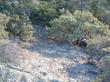 Arctostaphylos glauca, Arctostaphylos pungens, Quercus durata, and Coulter pine on serpentine soil  - grid24_24