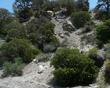 Big Berried Manzanita, Arctostaphylos glauca, along Hwy 18 just above the desert.