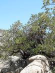 Big Berried manzanita in rocks,  on the north side of the San Bernardino Mountains between Lucerne and Big Bear.