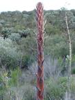 Yucca whipplei percusa, Our lord's candle in bud and with seed heads.