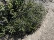 Arctostaphylos obispoensis and Ceanothus foliosus on serpentine soil.