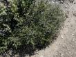 Arctostaphylos obispoensis and Ceanothus foliosus on serpentine soil. - grid24_24