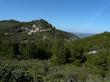 Knobcone Pine, Pinus attenuata on cuesta grade. - grid24_24