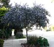 Ceanothus Ray Hartman as street tree in Northern California. Where it's cool in the sumer this works.