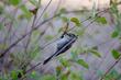 A small flock of Bushtits spent many minutes checking the snowberries flow seeds and bugs as the leaves were falling for winter. - grid24_24