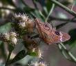 A Buckeye Butterfly on Baccharis emoryi