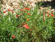 Narrow leaves and green leaves make this California fuchsia a almost formal looking plant. - grid24_24