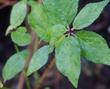 Prunus subcordata, Sierra Plum and Pacific Plum leaves. Sorry we do not have a plant big enough in the ground, yet. - grid24_24