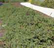 Arctostaphylos Pacific Mist grows as a relatively flat ground cover  with a gray tinge. Excellent native  replacement for Iceplant. There are only about 5 plants below the walkway. - grid24_24