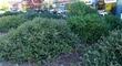 Arctostaphylos John Dourley as a mounding ground cover. shown here at Cal Poly San Luis Obispo.
