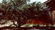 A full sized Ceanothus ramulosus fascicularis, Coastal Buckbrush. About 10 foot tall and 15 ft. wide. Very fragrant.