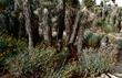 Encelia actonii, Penstemon incertus and Joshua Tree. - grid24_24