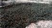 An old picture of Arctostaphylos Radiant