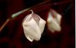 Calochortus albus, Fairy Lantern with a little pink - grid24_24