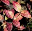 The fall color on Cornus sessilis can be quite good.