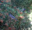 Bluebirds love the Summer Holly Berries.
